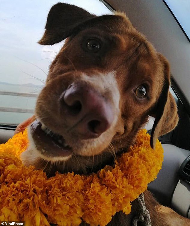 The dog wears a lei of flowers and smiles at the camera from the back of a car as it returns to the mainland