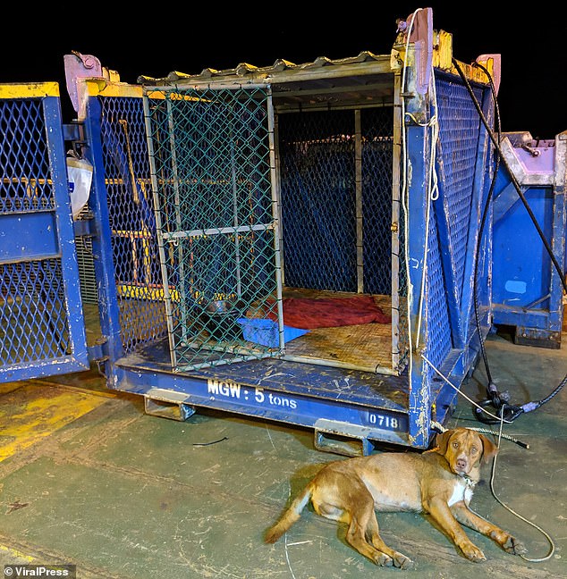 The tired mutt looks relaxed as she lies next to her makeshift cage on the drilling platform