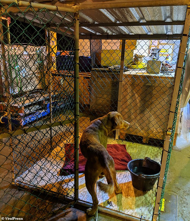 The dog, which was not given a name, looks at its new temporary home in a cage on the rig