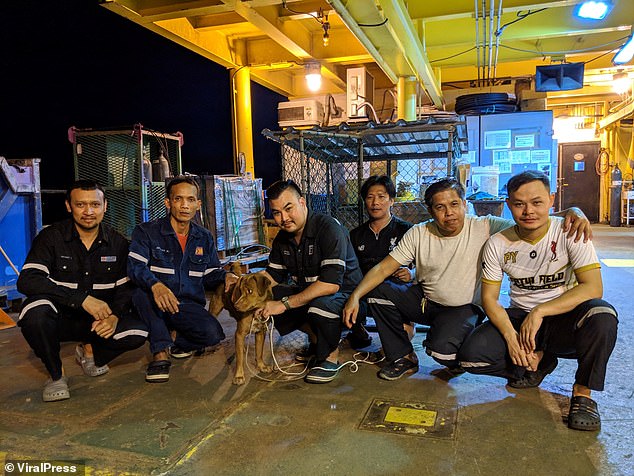 Oil rig workers crouch with the pup. The animal had lost a lot of body water, but the men fed her vitamins and minerals and her health improved