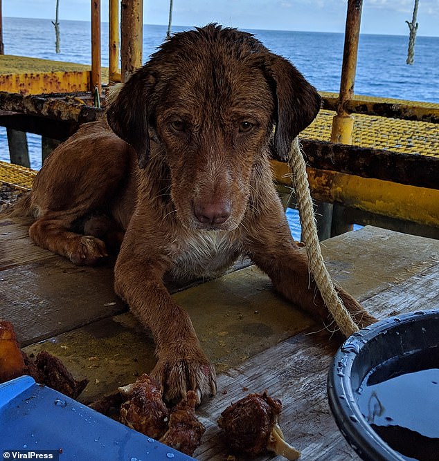 A dog has been rescued after being found swimming in the Gulf of Thailand - 135 miles from shore. The exhausted female was lifted to safety by workers using a rope as she lay dripping wet