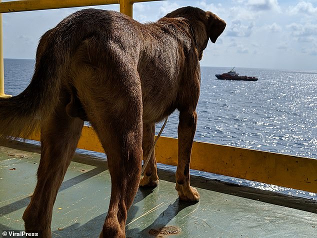 She looks out from the oil rig deck over the vast Gulf of Thailand sea that she was found swimming in