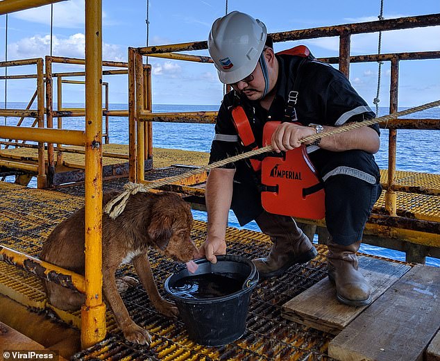 Oil rig worker Khon Vitisak, who rescued the dog, offers her a bucket of water which she readily accepts