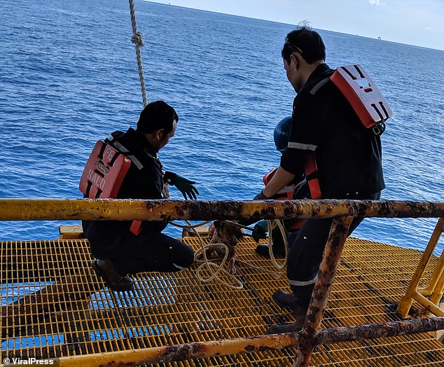 Workers from the oil rig in the Gulf of Thailand pet the dog after they saved her but mystery surrounds how she got there