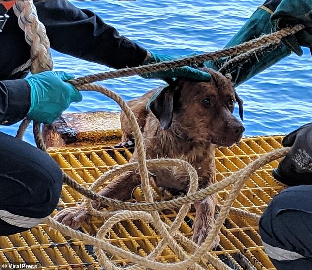 The dog lies on the metal grates of the rig with the rope still fastened around her body