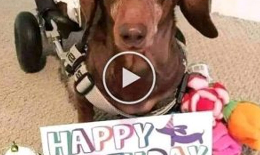 Small Pup Overjoyed That Friends Didn’t Forget Her Birthday – ilovecars.fun