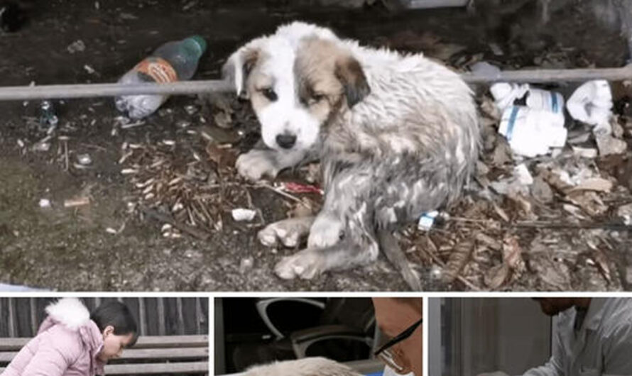 The Woman Continues to Cry as She Extends Her Hand to a Rescued Dog Covered in Mud and deѕраіr – ilovecars.fun