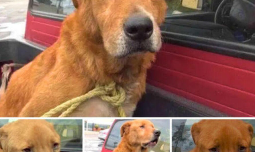 An old dog abandoned by his family was sadly found on the street, begging for every morsel of food – ilovecars.fun