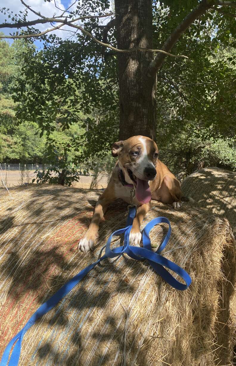 dog on a farm