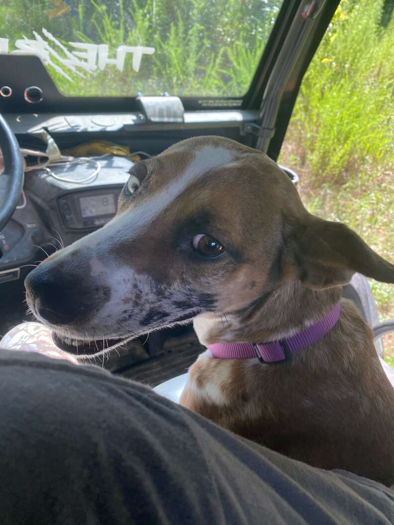 dog in car