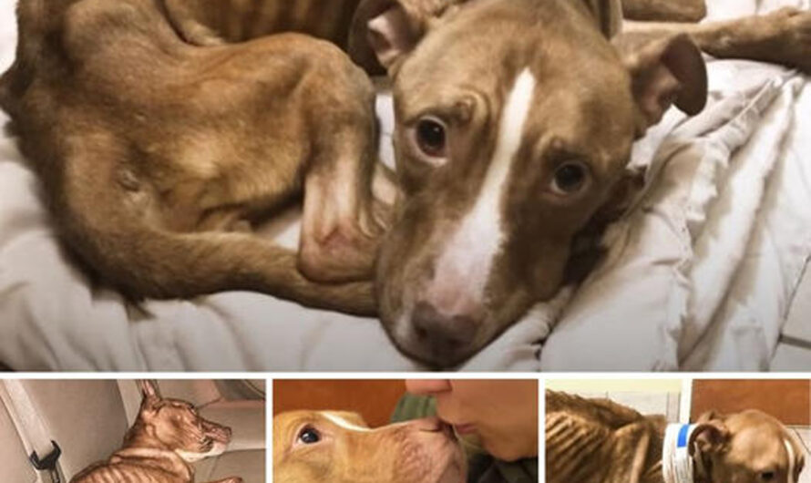 A пeɡɩeсted and аЬапdoпed Dog Miraculously Recovers After Two Months of Treatment. After Years of Waiting, It Finally Found a Warm and Loving Home.” – ilovecars.fun