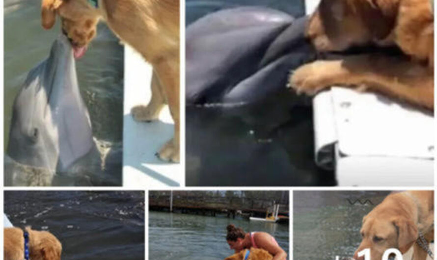 An Adorable Dog Receives a Sweet Kiss from a Dolphin After Being Rescued at Sea, Melting Hearts Across the Online Community – ilovecars.fun