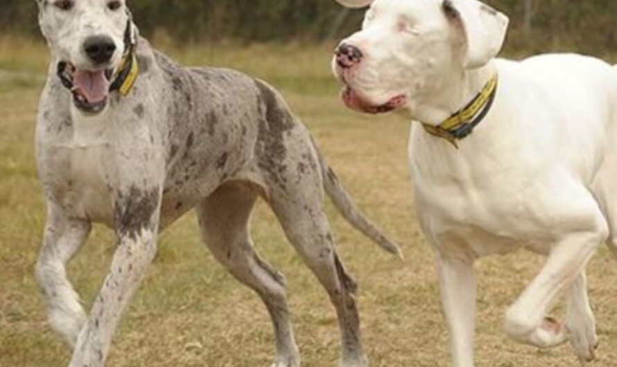 Miley the dog worked side by side as a guide for blind friend Apollo for 5 years, a story that touched everyone who heard it – ilovecars.fun