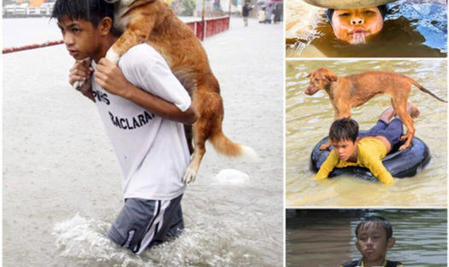 A 7-Year-Old Boy Becomes a Hero by Saving an Abandoned Dog, Demonstrating Great Empathy – ilovecars.fun