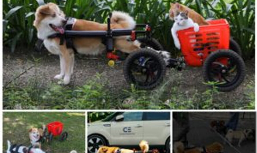 Pareja vende moto para fabricar sillas de ruedas para perros y gatos discapacitados abandonados – ilovecars.fun