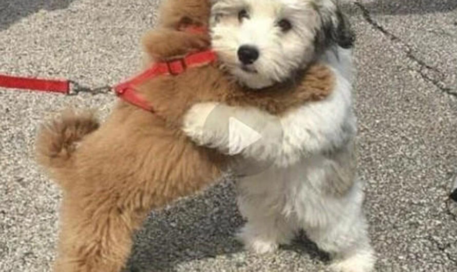 Nico, a Small Puppy Rescued from a Shelter, Ran Over 6 Kilometers to Reunite with a Beloved Companion She Met on the Street, Showcasing Remarkable Determination and Loyalty