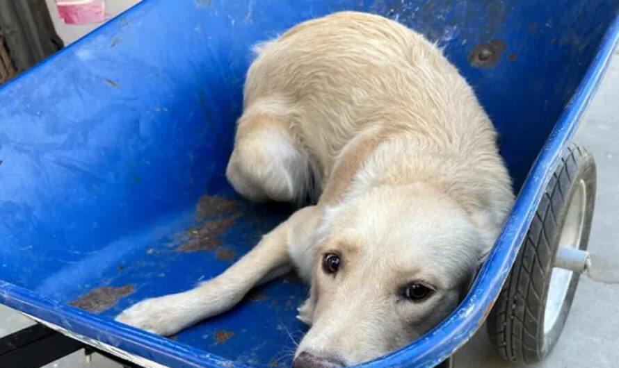 Dog Transported in a Wheelbarrow for Euthanasia is Given Another Chance at Life – ilovecars.fun