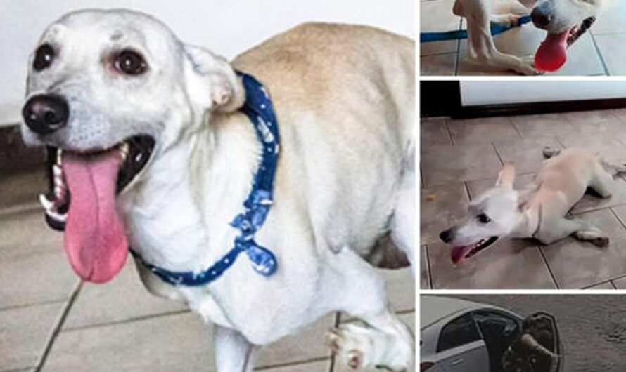 Resilient Disabled Dog Finds Forever Home After Two Rejections.tt – ilovecars.fun