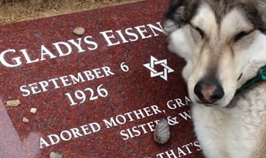 A Mournful Husky, Heartbroken, Can’t Stop Crying as It Stands by the Grave of Its Owner – ilovecars.fun