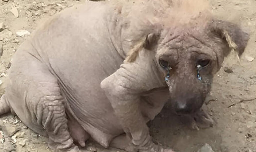 A Pregnant, аbаndoned Pup Triumphs Over Adversity to Give Birth at Landfill – ilovecars.fun