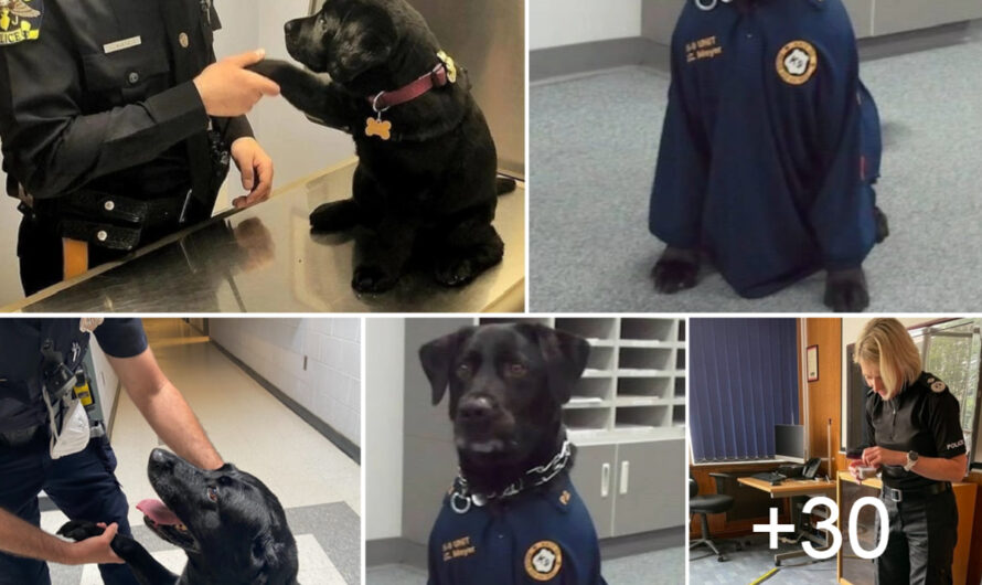 Abandoned Dog Captivates Police Officer with Sincere Gestures, Leading to Heartwarming Adoption – ilovecars.fun