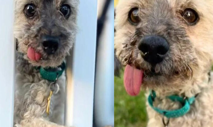 Senior Toothless Poodle Begs For A Family To Love Him In His Golden Years – ilovecars.fun