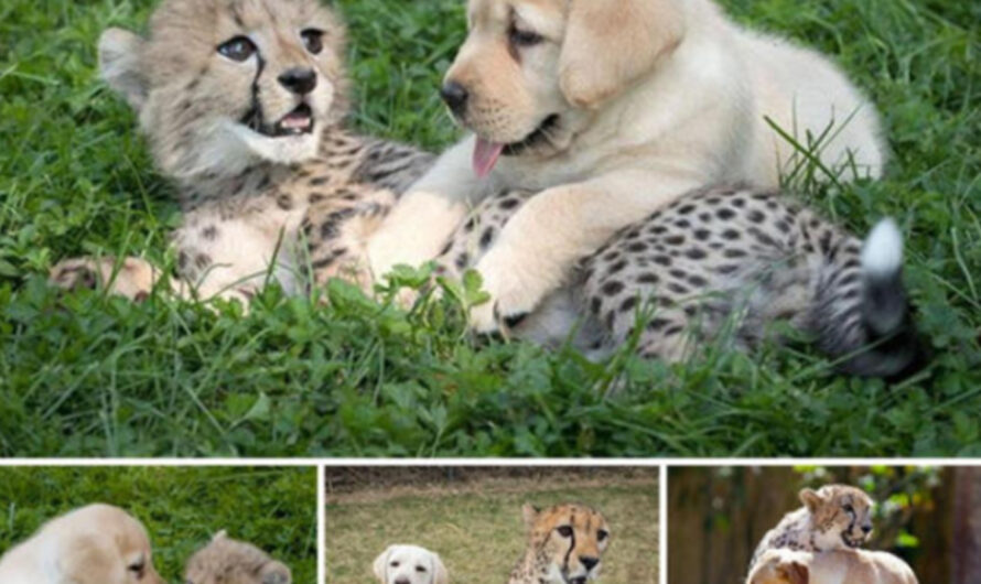 Orphaned Leopard Cub Forms Unbreakable Bond with a Dog, Defying the Boundaries of Species – ilovecars.fun