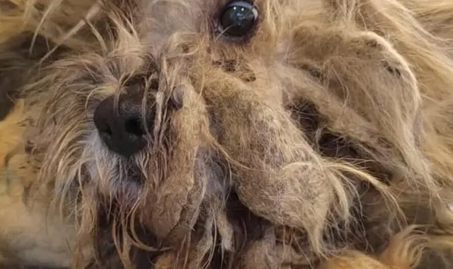 Matted Dog Neglected For Years Shocks Everyone With His Amazing Transformation – ilovecars.fun