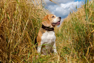 portrait of a Beagle dog on a Golden wheat field