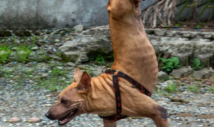 Thanks to her caring owner, a dog born without back legs now balances on her front legs, demonstrating resilience and adaptability. – ilovecars.fun