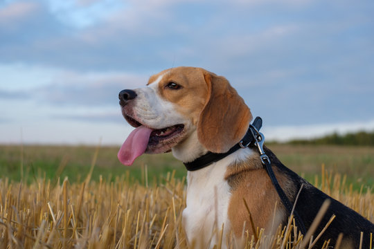 Dog Beagle on a roll of hay at sunset