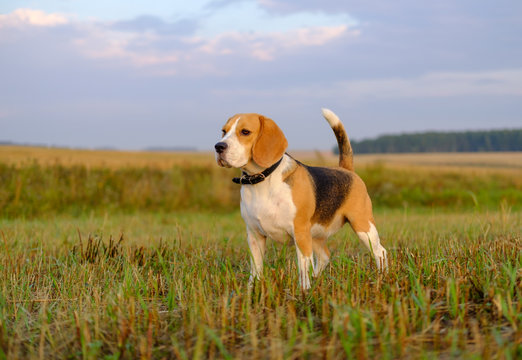 Beagle dog on a walk early in the morning