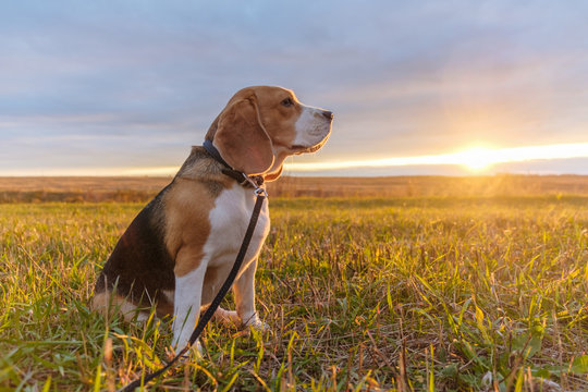 Beagle dog in the bright rays of the autumn sunset