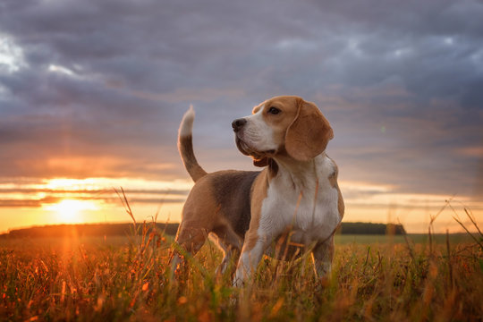 Beagle portrait on the background of a beautiful sunset