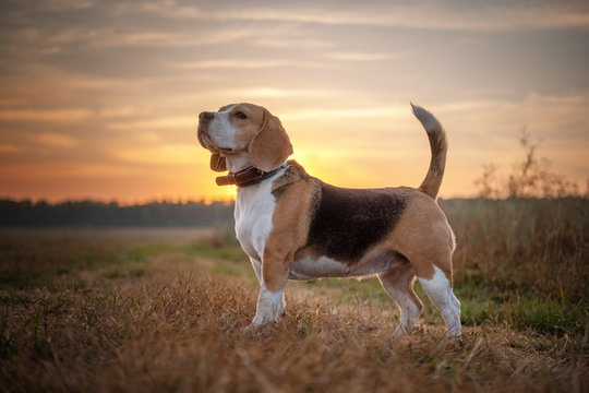 Beagle dog on a walk in the morning at dawn