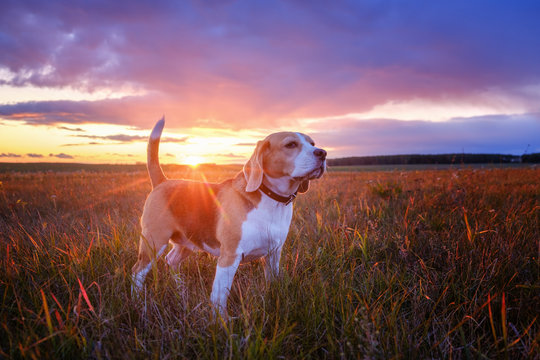 Portrait of a beagle dog on a background of a beautiful sunset sky. beagle while walking in nature