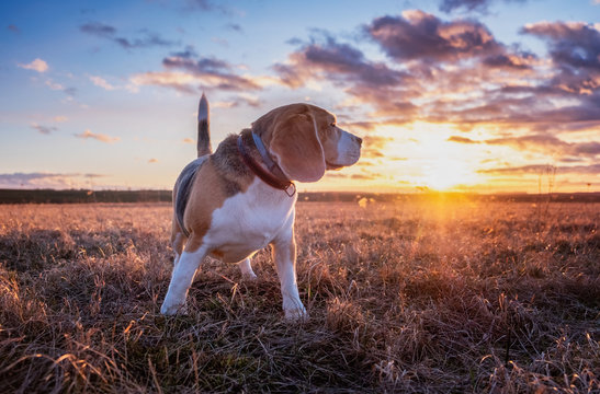 Beagle dog on the background of a beautiful sunset sun during a walk