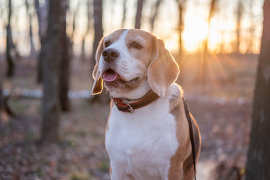 portrait of a Beagle dog during a walk on a spring evening in the Park