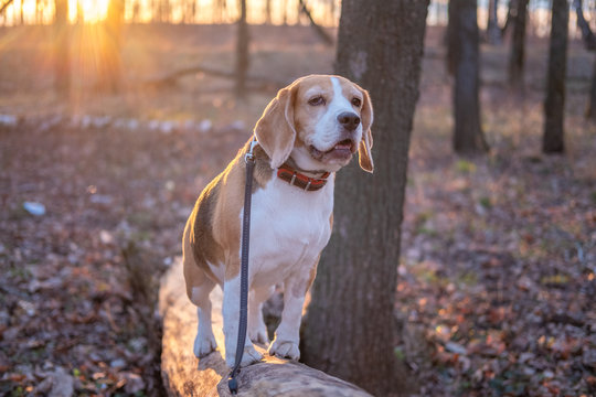 portrait of a Beagle dog during a walk on a spring evening in the Park