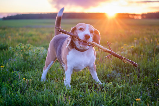 funny dog of the Beagle breed with a stick in his teeth during a walk in nature against the background of a beautiful sunset sun. portrait of a Beagle on the background of a beautiful landscape