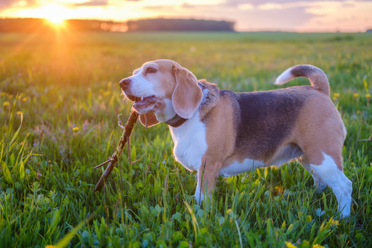 funny dog of the Beagle breed with a stick in his teeth during a walk in nature against the background of a beautiful sunset sun. portrait of a Beagle on the background of a beautiful landscape