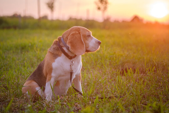 portrait of a Beagle dog on a meadow on a summer evening in the rays of the setting sun