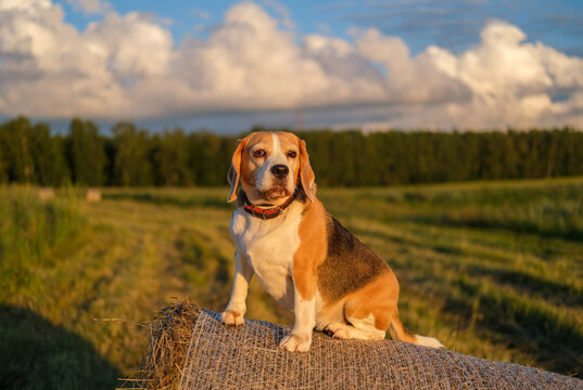 dog Beagle on a roll of hay in a field on a summer evening during a walk