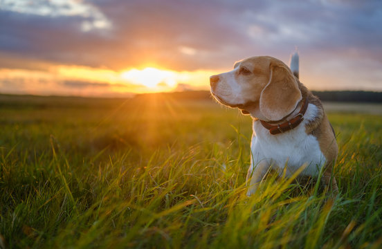 Beagle dog on a walk in the summer on the background of a beautiful sunset