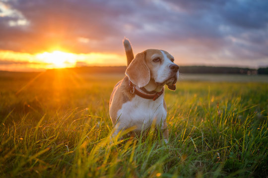 Beagle dog on a walk in the summer on the background of a beautiful sunset