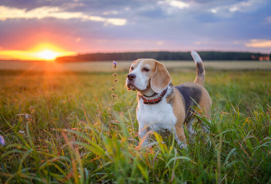 Beagle dog on a walk in the summer on the background of a beautiful sunset