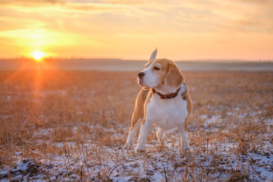 cute dog of the Beagle breed on a walk on a winter evening against the background of a beautiful sunset