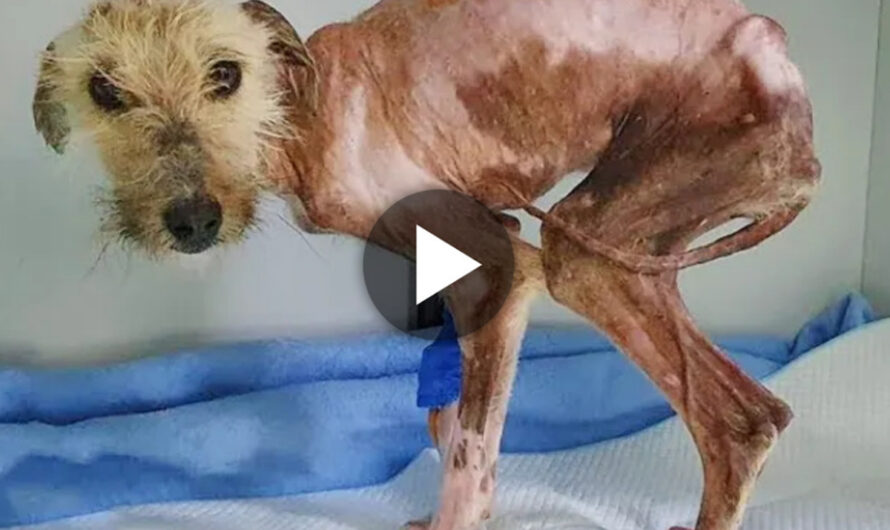 Emaciated dog survives six months of starvation and painful sores, urgently needing care – ilovecars.fun