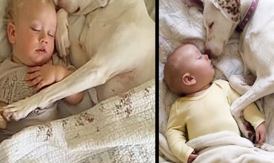 This dog was abused by his owner, but fortunately, he was adopted by a new family, and now a child is bringing him comfort – ilovecars.fun