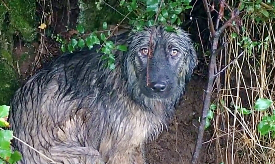 The abandoned dog resolutely waited for his owner in the pouring rain even as the cold enveloped him – ilovecars.fun